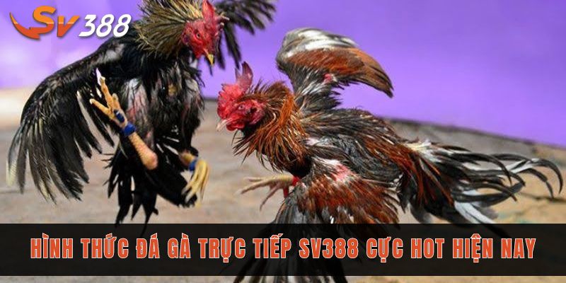 Cược đá gà trực tiếp Sv388 siêu kịch tính với tỷ lệ 1 ăn 8 2 Hình thức đá gà trực tiếp Sv388 cực hot hiện nay