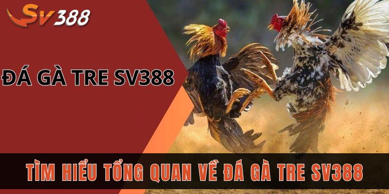 Tìm hiểu tổng quan về đá gà tre SV388